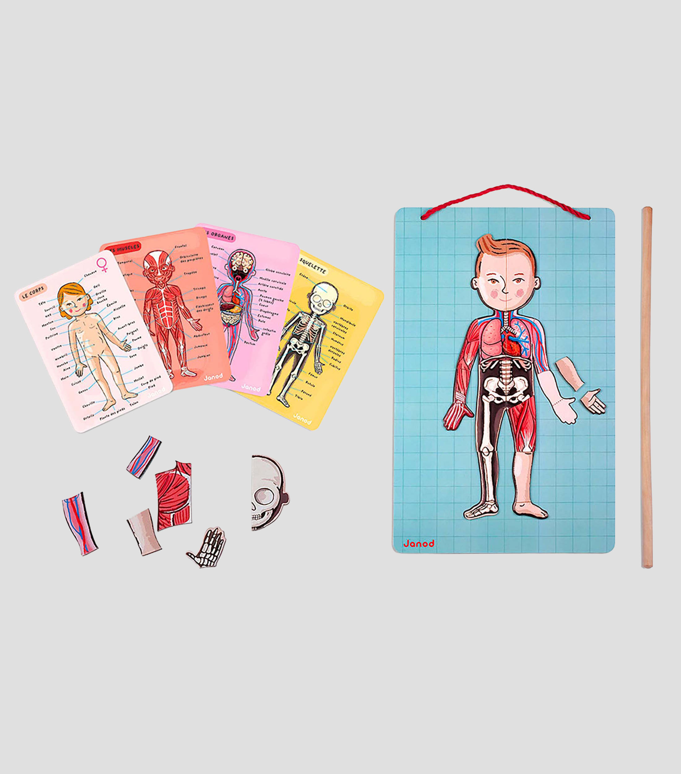 Cuerpo Humano magnetico en 12 idiomas