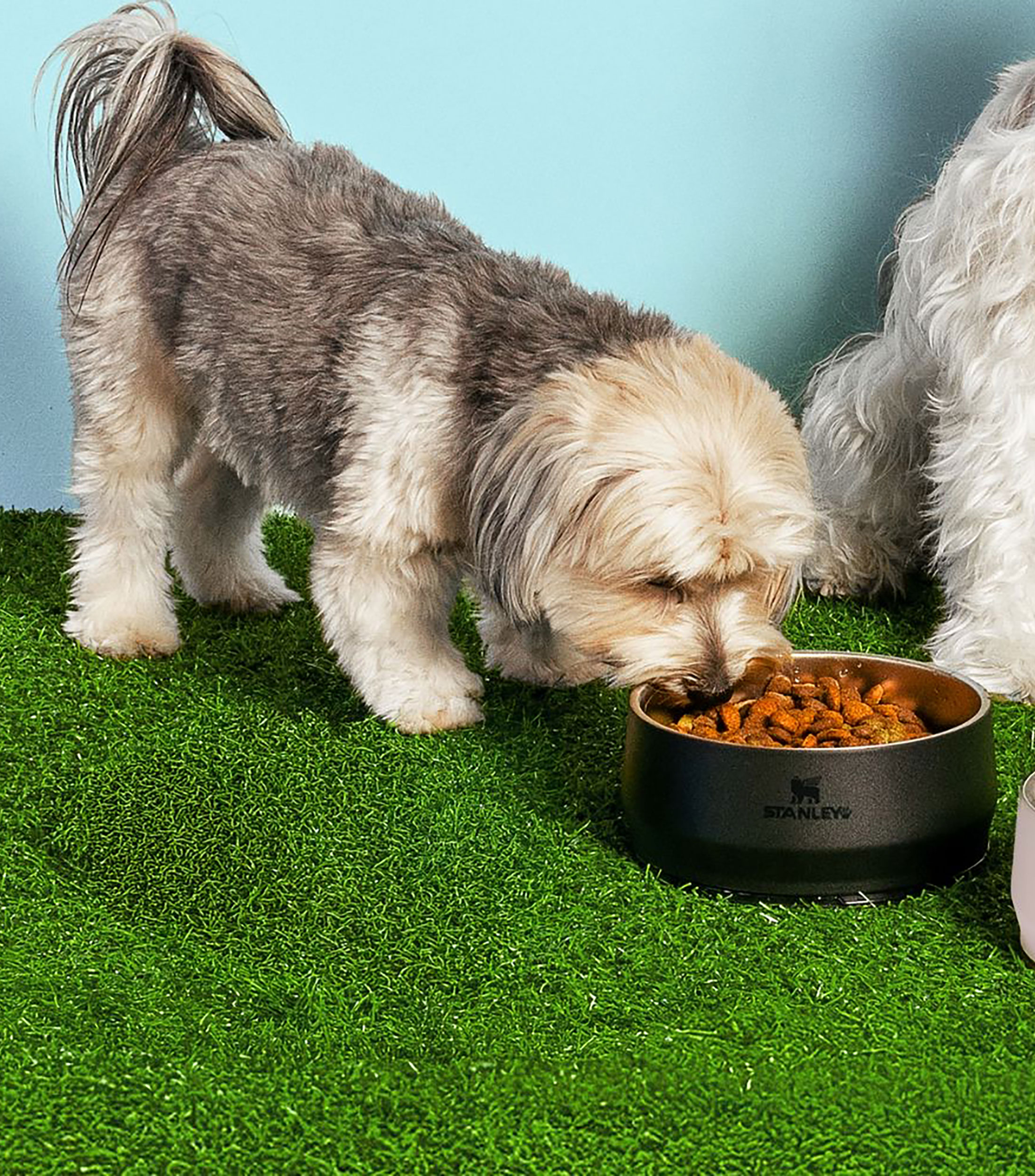 Bowl para mascota en acero inoxidable negro, 710 ml