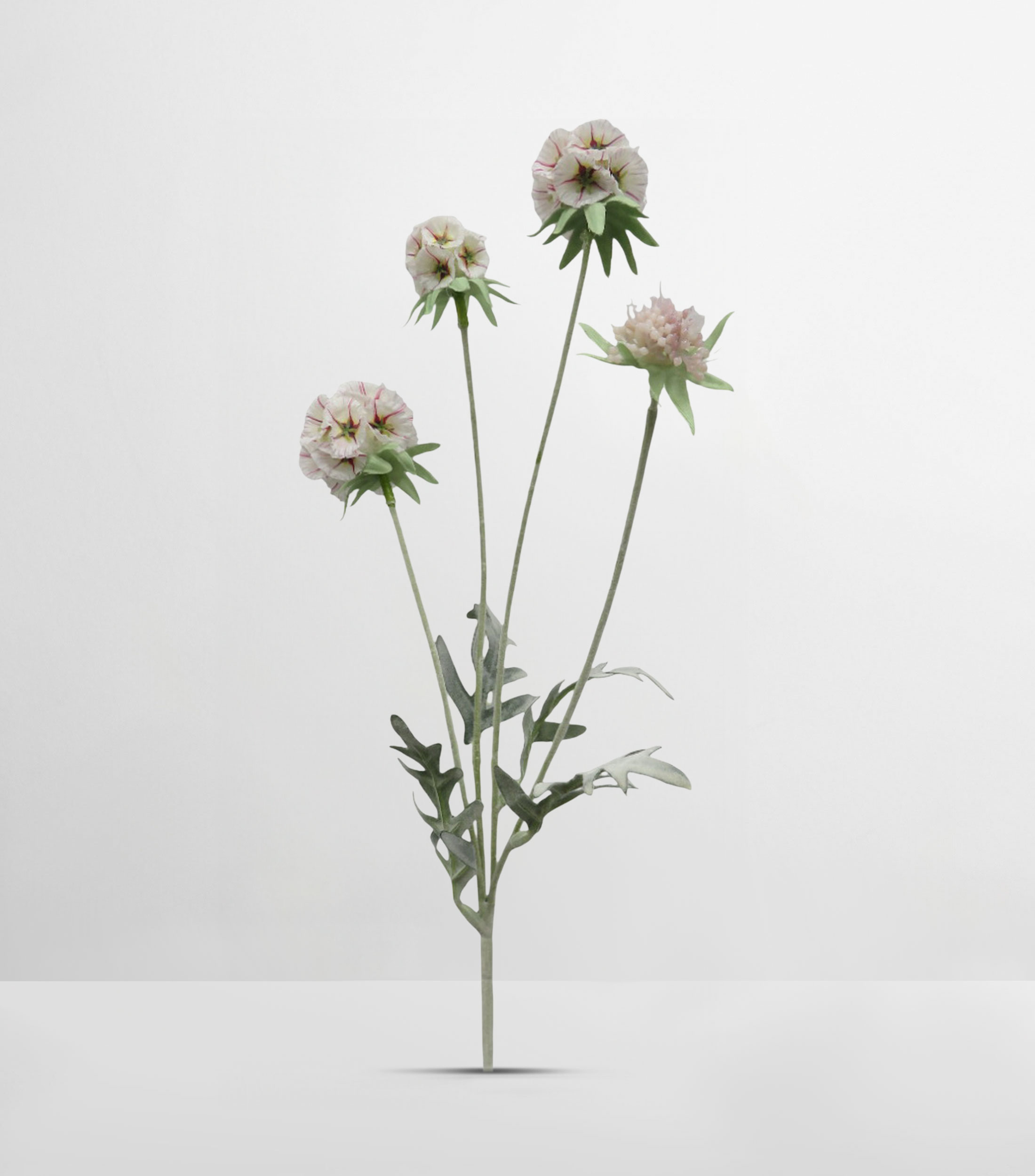 Flor Decorativa Scabiosa Blanca