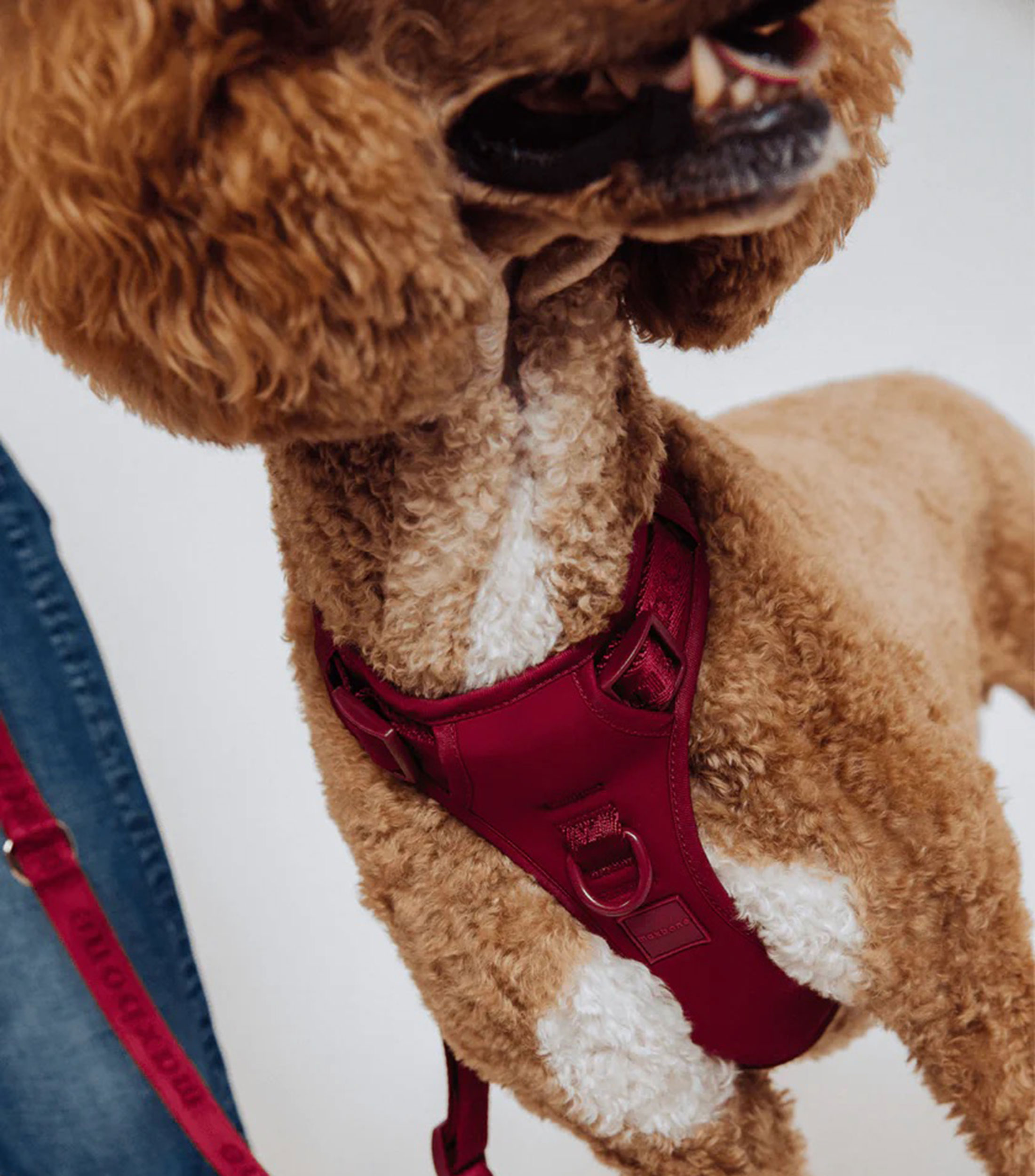 Arnés para perro vino chico