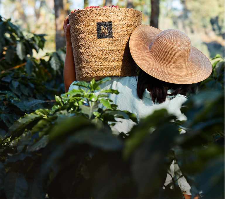 Imagen de una ccanasta con grano de cafe entra la hierva, NESPRESSO